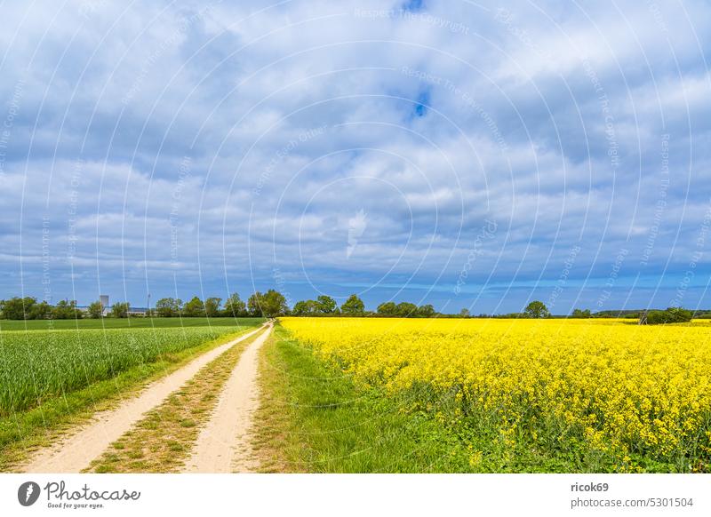 Rapsfeld und Feldweg mit Bäumen bei Purkshof Baum Weg Mecklenburg-Vorpommern Rostock Natur Landschaft Frühling Landwirtschaft Himmel Wolken Gras ländlich blau