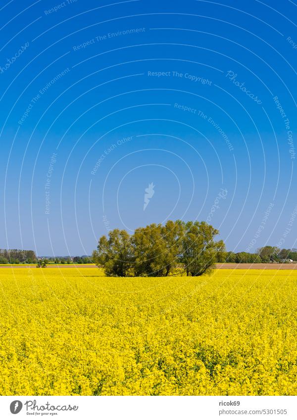 Blühendes Rapsfeld und Bäume bei Parkentin im Frühling Feld Baum Mecklenburg-Vorpommern Rostock Natur Landschaft Landwirtschaft Himmel Wolken ländlich blau gelb