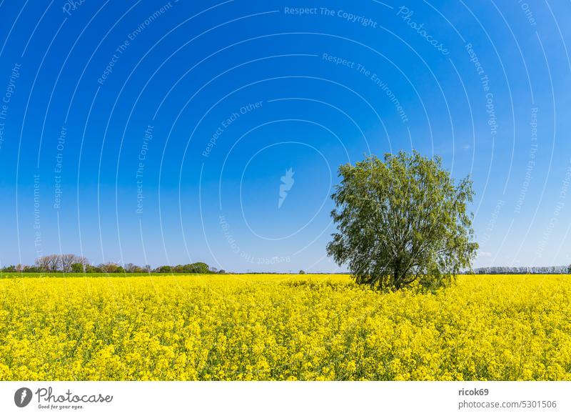 Blühendes Rapsfeld und Bäume bei Parkentin im Frühling Feld Baum Mecklenburg-Vorpommern Rostock Natur Landschaft Landwirtschaft Himmel Wolken ländlich blau gelb