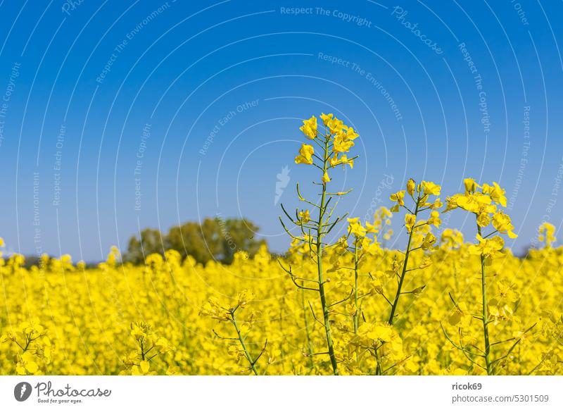 Blühendes Rapsfeld und Bäume bei Parkentin im Frühling Feld Baum Mecklenburg-Vorpommern Rostock Natur Landschaft Landwirtschaft Himmel Wolken ländlich blau gelb