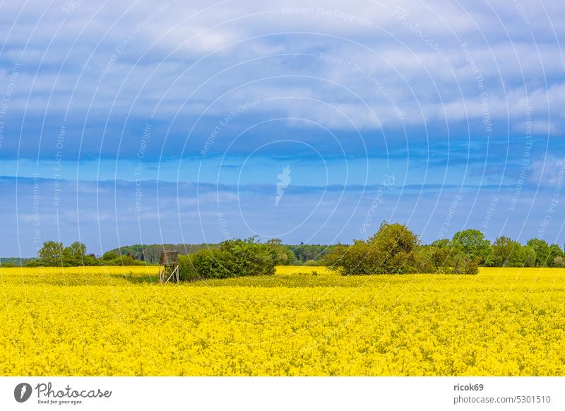 Blühendes Rapsfeld und Bäume bei Purkshof im Frühling Feld Baum Mecklenburg-Vorpommern Rostock Natur Landschaft Landwirtschaft Himmel Wolken Gras ländlich blau