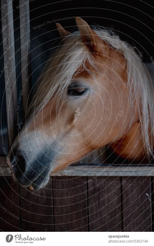 Horse Pferd Bauernhof Mähne Tier Säugetier braun heimisch Kopf züchten schön Ponys wild Stall Stalltür Reiterin Reinrassig ländlich Beauty Pferdekopf schauen