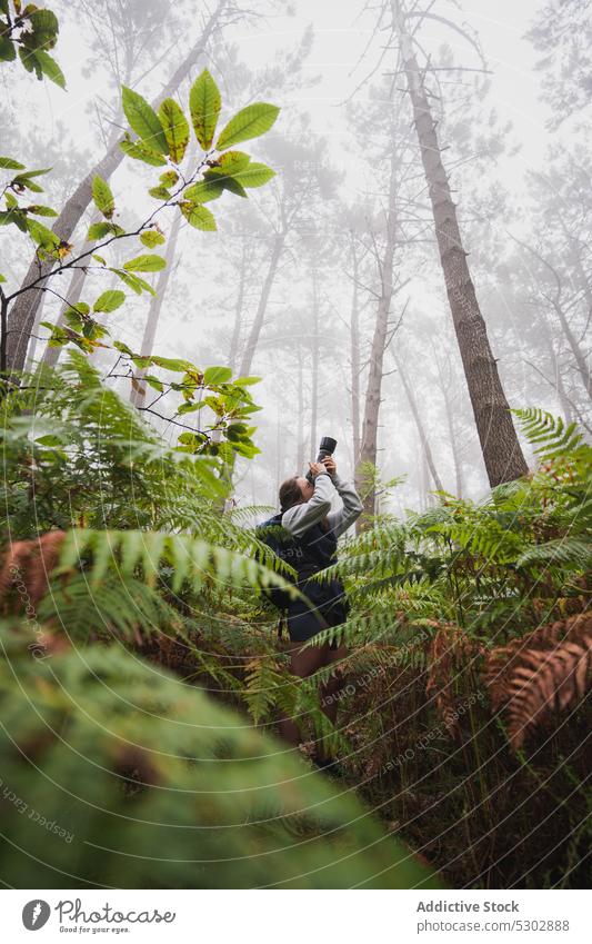 Reisefotografin beim Fotografieren von hohen Bäumen Frau Wald Nebel professionell Fotoapparat fotografieren hoch nadelhaltig Baum jung Fotokamera Wachstum Flora