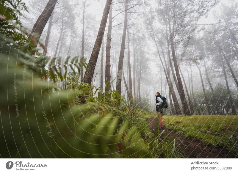 Reisefotografin im tropischen Wald stehend Frau Fotograf Fotoapparat Reisender Backpacker Nebel hoch nadelhaltig Baum jung Wachstum friedlich Flora Lifestyle