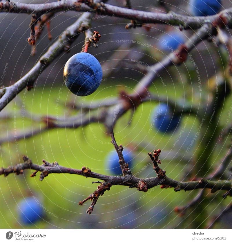 schleen grün Sträucher Schleen Natur blau Zweig Frucht