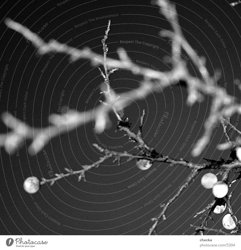 schleen Baum Sträucher Frucht Schwarzweißfoto Zweig Natur Kontrast