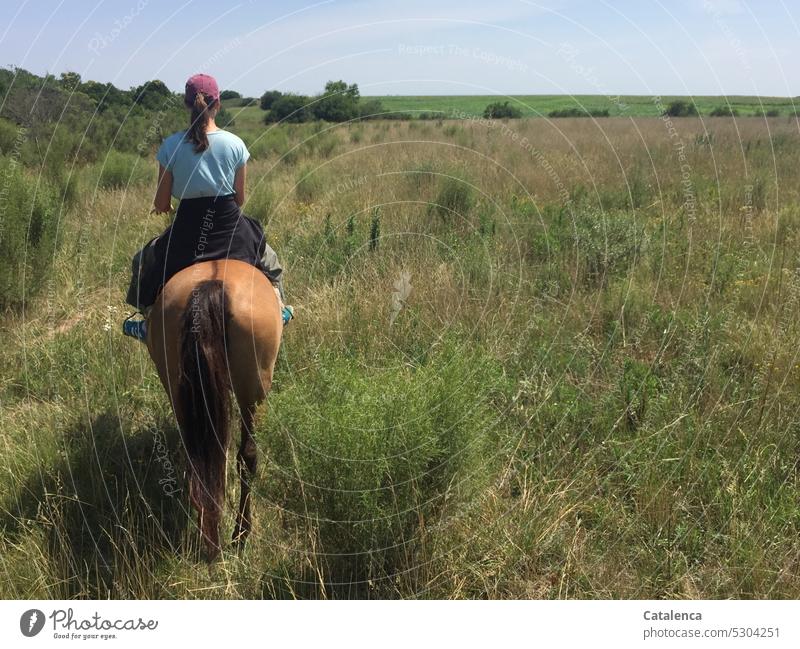 Reiterin und Pferd auf  grüner Steppe Landschaft Tag natürlich Tier Nutztier Prärie Graslandschaft Personen Sommer Pflanze Umwelt reiten Himmel Horizont Blau