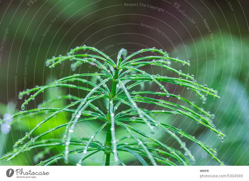 Tau bedeckte Spitze einer Schachtelhalmpflanze im Wald Schafgarbe (Equisetum arvense) guttation Guttationstropfen Natur Pflanze urzeitlich Urpflanze Rätselgras