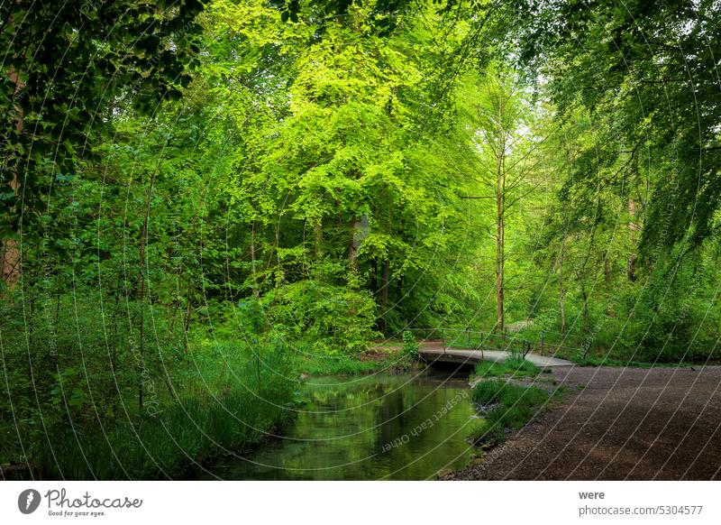 Ein sonniger Waldweg mit einer Rastbank führt zu einer Brücke über einen Bach h2o liquide Ruhebank Textfreiraum Tropfen Flüssigkeit Schneise frisch Landschaft