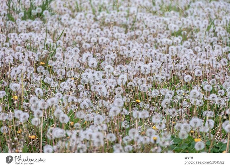 Ein Meer von Löwenzahn - die Samenstängel des Löwenzahns warten auf den Wind, um ihre Samen zu verbreiten blüht Pusteblume Kraut Taraxacum officinale