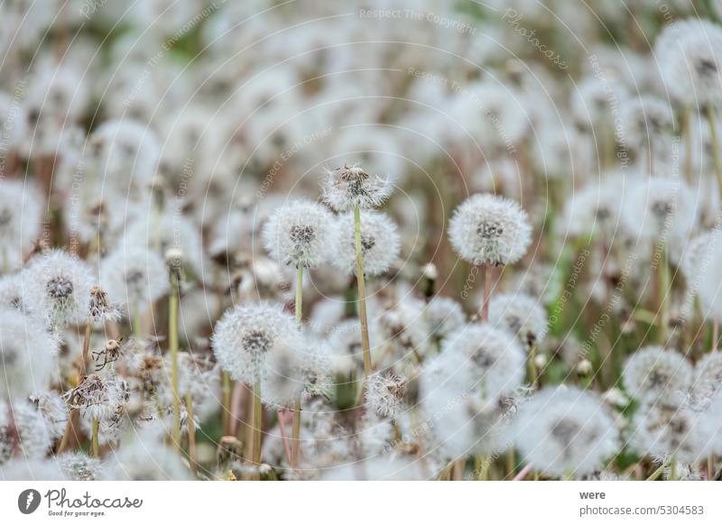 Ein Meer von Löwenzahn - die Samenstängel des Löwenzahns warten auf den Wind, um ihre Samen zu verbreiten blüht Pusteblume Kraut Taraxacum officinale