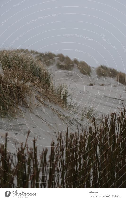 Strandgras am Watenmeer Düne Sand Natur Meer Küsten Nordsee grün beige Grasbüschel Ferien Dünengras Windschutz Hecke Verwehung