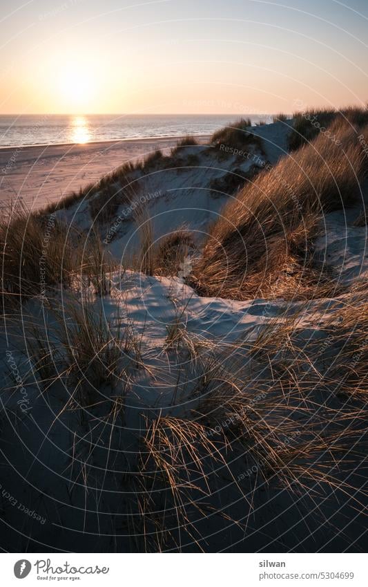 Sonnenuntergang am Watenmeer Strandgras Düne Sand Natur Meer Küsten Nordsee grün beige Grasbüschel Ferien Dünengras blaue Stunde orange warm golden