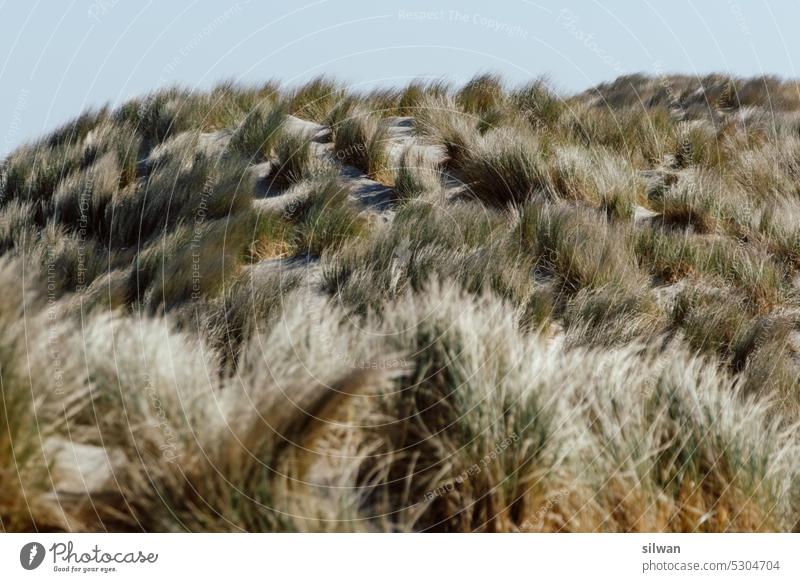 Strandgras am Watenmeer Düne Sand Natur Meer Küsten Nordsee grün beige Grasbüschel Ferien Dünengras