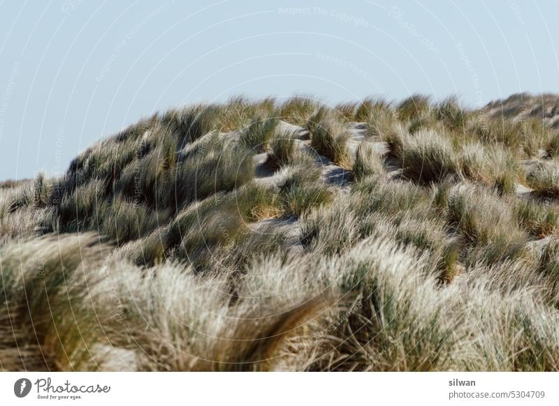 Strandgras am Watenmeer Düne Sand Natur Meer Küsten Nordsee grün beige Grasbüschel Ferien Dünengras