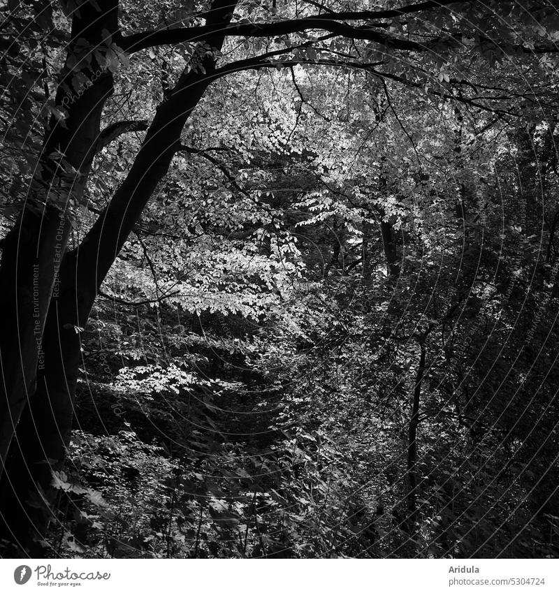 Schwaches Licht im Buchenwald s/w Bäume Blätter Wald Sonnenlicht Natur Baum Blatt Baumstamm dunkel Lichtung Zweige u. Äste Pflanze