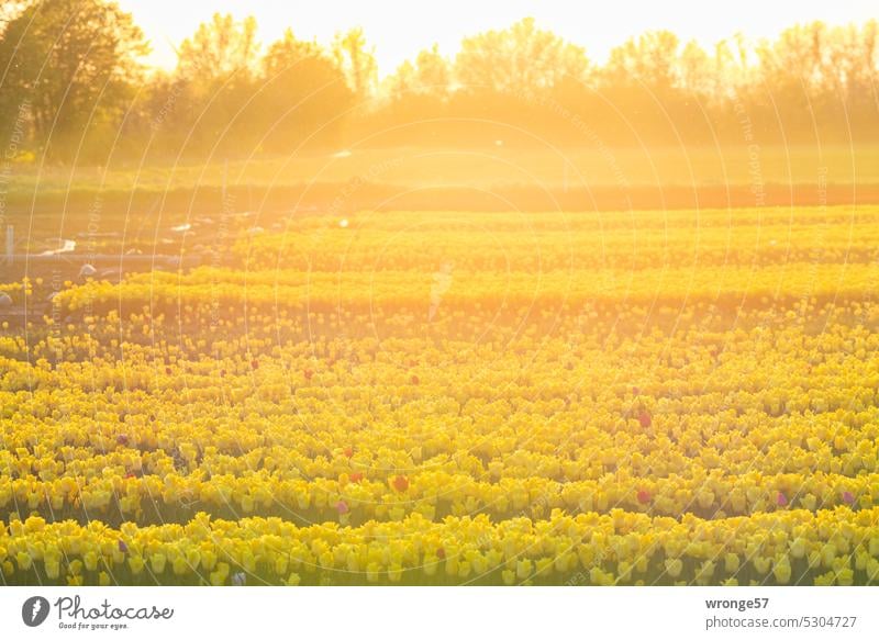 Goldenes Sonnenlicht übern Tulpenfeld Blume Frühling Tulpenblüte Blühend Farbfoto Frühlingsgefühle Abendsonne Abendstimmung Sonnenuntergang Goldene Stunde