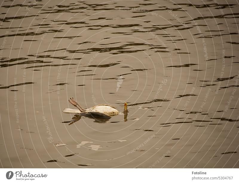 Tot treibt eine Möwe rücklings im Wasser der Nordsee. Aber vielleicht entspannt sie sich nur ein wenig. Vogel Meer Schnabel Füße Tod tot gestorben