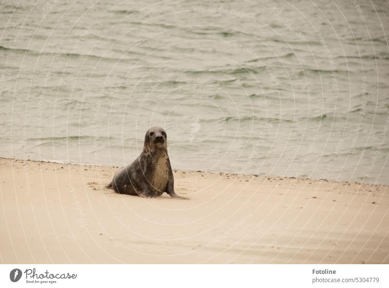 Sie sind schon ganz schön neugierig, die Kegelrobben auf Helgoland. Aufrecht schaut sie zu mir und wärmt sich auf dem warmen Strandsand. Tier Wildtier Küste