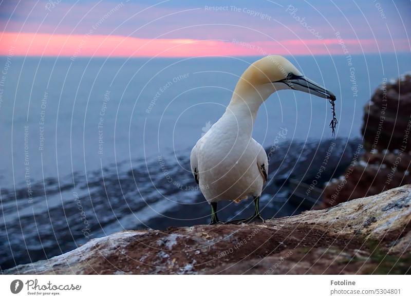 Ein Basstölpel steht im Sonnenuntergang auf der Klippe von Helgoland, im Schnabel ein Geschenk für seine Liebste. Dieses Stückchen Alge wird sich im neuen Nest sicher richtig gut machen.