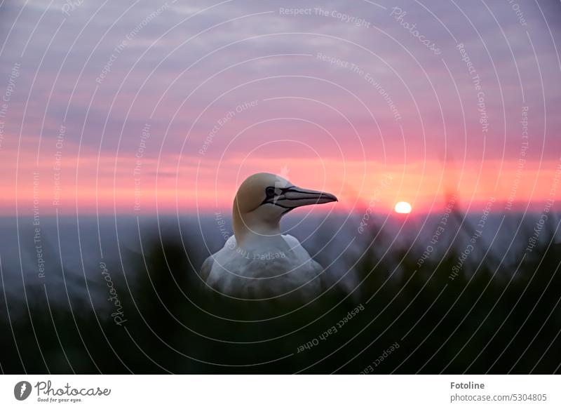 Und hier die Basstölpel-Herzensdame. Sie bekam die Alge von ihrem Liebsten. Geduldig sitzt sie auf ihrem Nest. Im Hintergrund geht gerade die Sonne unter. Vogel