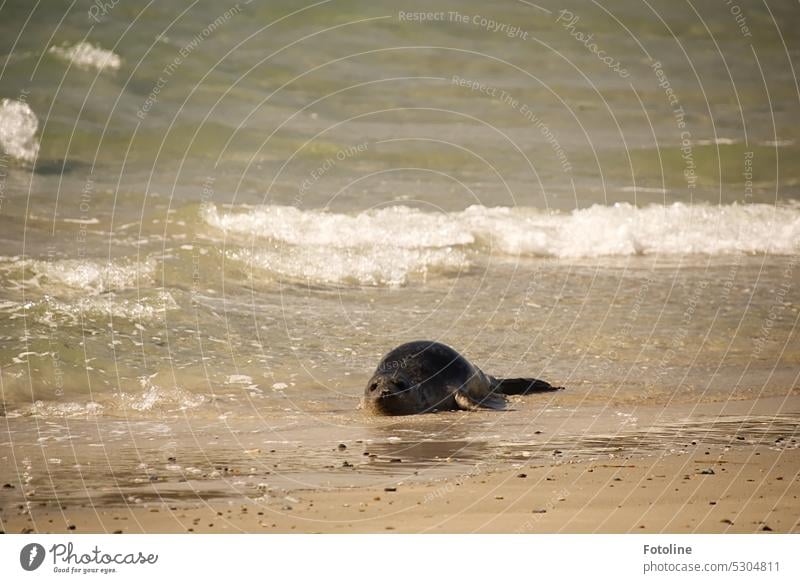 Halb im Wasser, halb am Strand. Diese süße Kegelrobbe kann sich einfach nicht entscheiden. Aber warum entscheiden, wenn man beides haben kann. Tier Wildtier