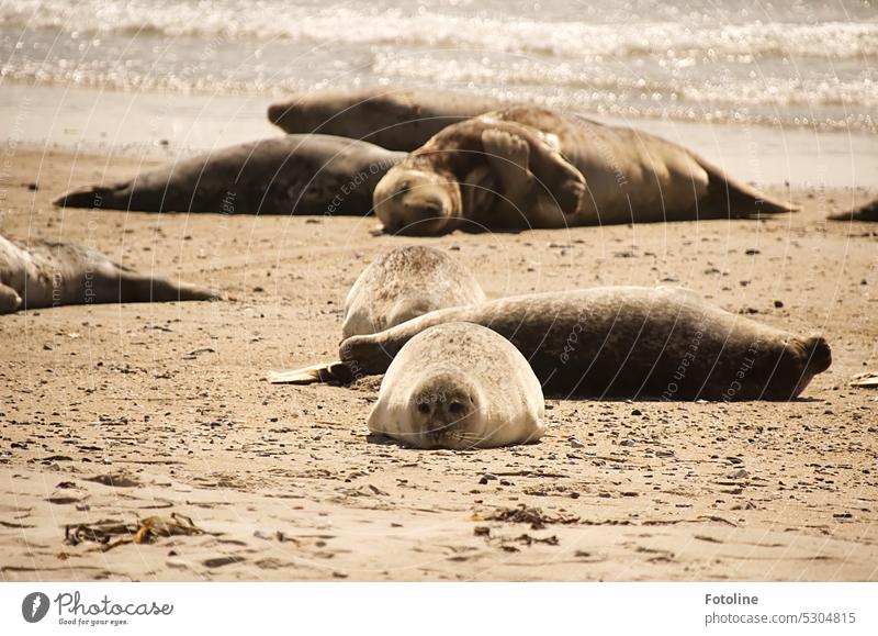 Gruppenkuscheln! Gemeinsam lümmeln die Kegelrobben am Strand von Helgolands Düne rum und baden in der Sonne. Tier Wildtier Küste Robben Außenaufnahme Tag