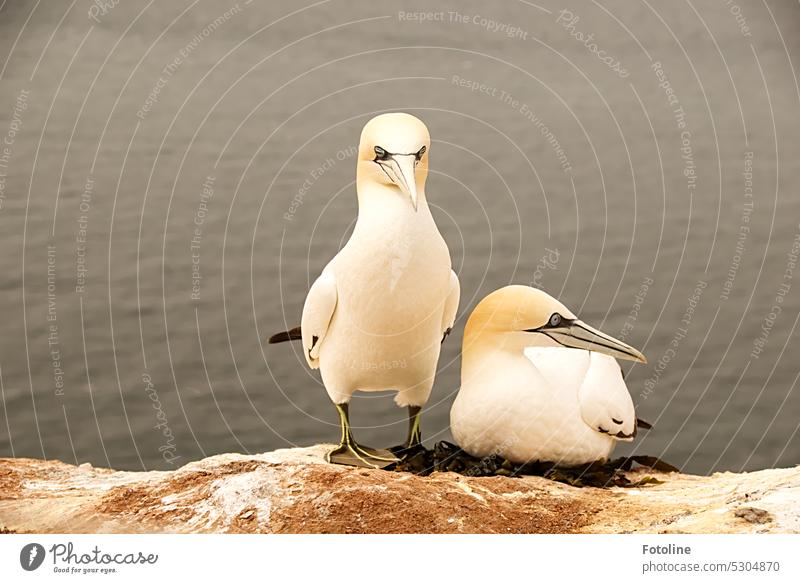 Das Basstölpelpärchen. Sie sitzt entspannt auf dem Nest, er steht daneben und passt auf, dass für seine Liebste alles schick ist. Vogel Farbfoto Tier