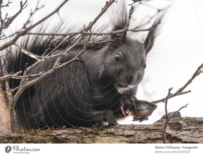 Eichhörnchen mit einer Nuss in den Pfoten Sciurus vulgaris Tiergesicht Kopf Auge Nase Ohr Maul Schwanz Krallen Fell Nagetiere Wildtier fressen Baum niedlich nah