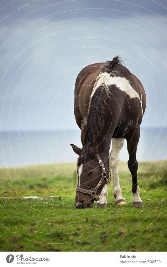 Mamp mampf Umwelt Natur Himmel Wolken Gras Wiese Küste Tier Haustier Nutztier Pferd Tiergesicht Halfter Huf Mähne 1 Fressen blau braun grün rupfen Wachsamkeit