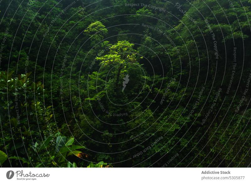 Grüner regnerischer Wald mit Bäumen Baum Natur grün trist Umwelt Pflanze Wetter Wälder Flora malerisch Costa Rica Regenwald Dschungel Wachstum üppig (Wuchs)