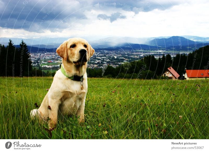 Hund Bundesland Kärnten Klagenfurt am Wörthersee Tier Wiese Wolken Pfote beige Gras Haus Halsband Natur Landschaft sitzen Maul Ohr blau dog Himmel