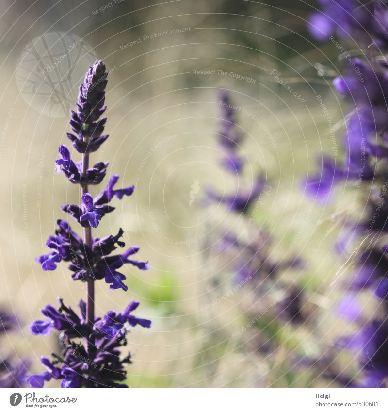 lila Herbst... Umwelt Natur Pflanze Blume Gras Park Blühend stehen Wachstum ästhetisch schön natürlich braun grau grün violett standhaft einzigartig Stengel