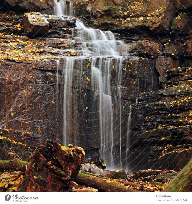 Goldener Oktober - vorbei. Umwelt Natur Urelemente Wasser Herbst Schönes Wetter Schlucht Margarethenschlucht Stein ästhetisch natürlich braun gold Gefühle