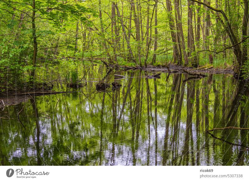 Landschaft im Nebeldurchbruchstal zwischen Serrahn und Kuchelmiß Baum Fluss Nebeltal Frühling Baumstamm Gewässer Bäume Natur Mecklenburg-Vorpommern wild