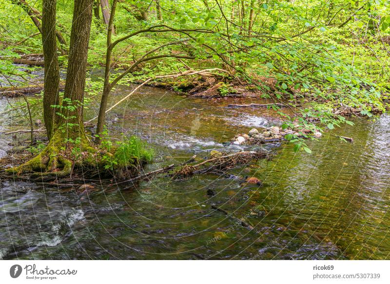 Landschaft im Nebeldurchbruchstal zwischen Serrahn und Kuchelmiß Baum Fluss Nebeltal Frühling Baumstamm Gewässer Bäume Natur Mecklenburg-Vorpommern wild