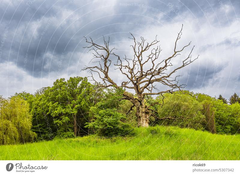 Landschaft mit Wiese und Bäumen bei Kuchelmiß Baum Natur Mecklenburg-Vorpommern Frühling Himmel Wolken blau grün Gras Urlaub Reise wandern Reiseziel entspannen