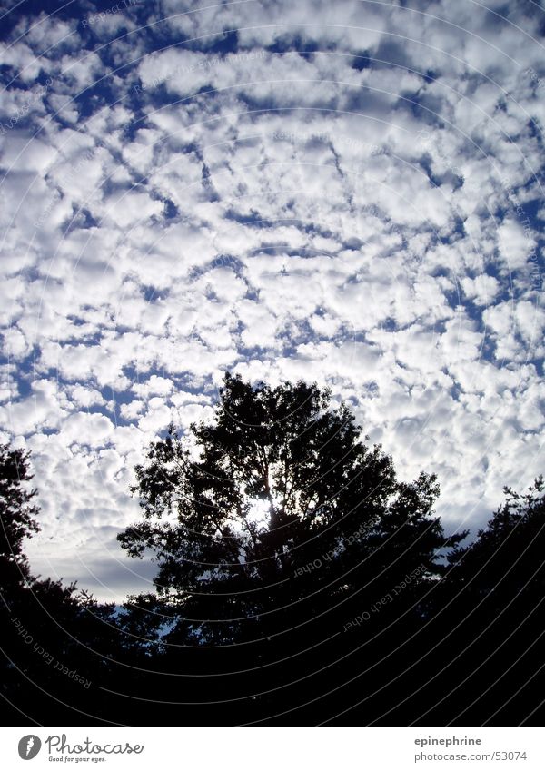 clouds over a tree Himmel Wolken Baum sky