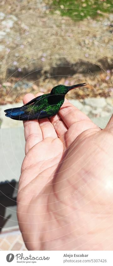 Little Bird auf der Hand ruhend Vögel Natur Tag Tier wild Lifestyle Wildtier Außenaufnahme fliegen Vogel Freiheit Himmel Herbst Zugvogel Bewegung Umwelt