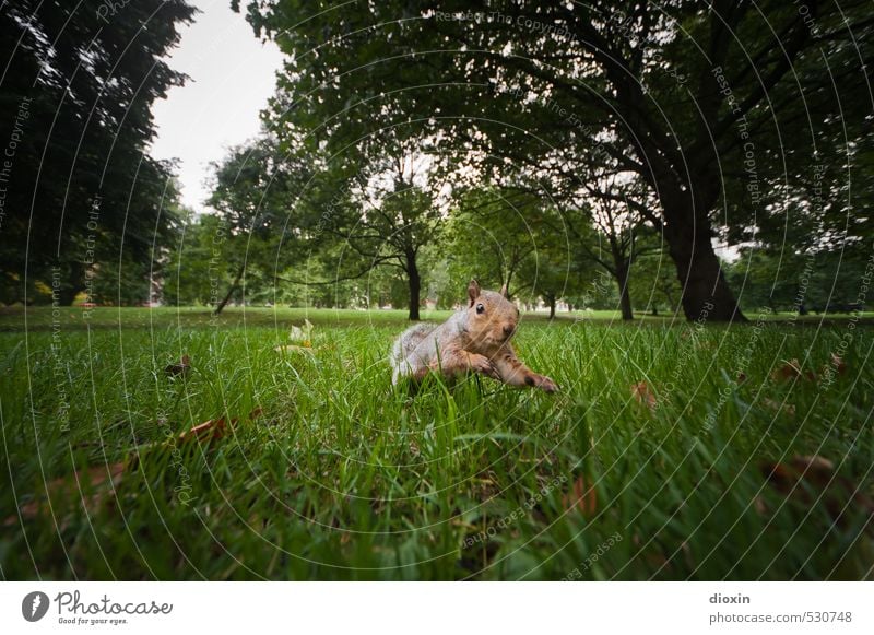 Jolly Jumper Umwelt Natur Landschaft Pflanze Baum Gras Park Tier Wildtier Eichhörnchen 1 springen kuschlig klein natürlich Bewegung Farbfoto Außenaufnahme