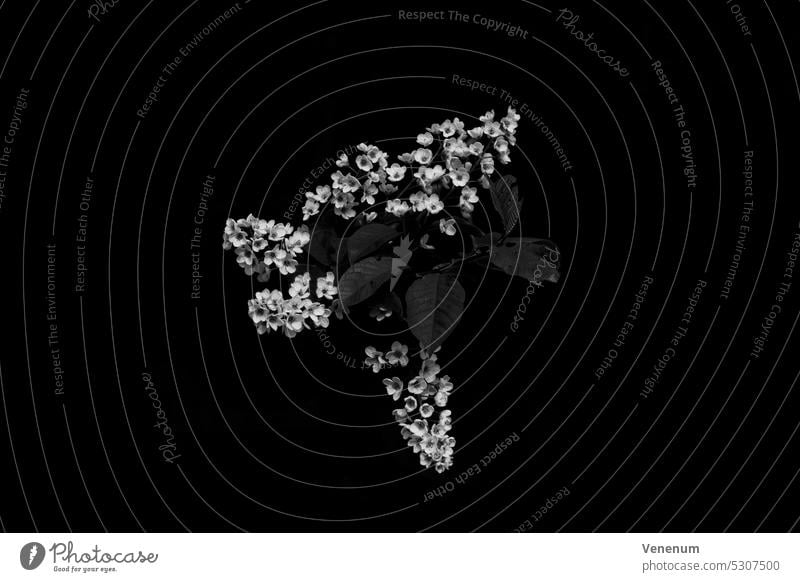 Blühender Baum im Frühling im Wald in Deutschland, schwarz und weiß Bäume Wälder Blatt Blätter Ast Niederlassungen Natur Fotografie Tierwelt Natur-Foto