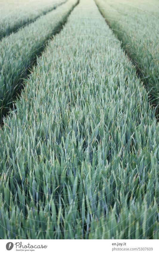 abgefahren | Traktorspuren in einem Weisenfeld Weizenfeld Spur Fahrspur Getreide Landwirtschaft Feld Kornfeld Ackerbau Getreidefeld Nutzpflanze Ähren Wachstum