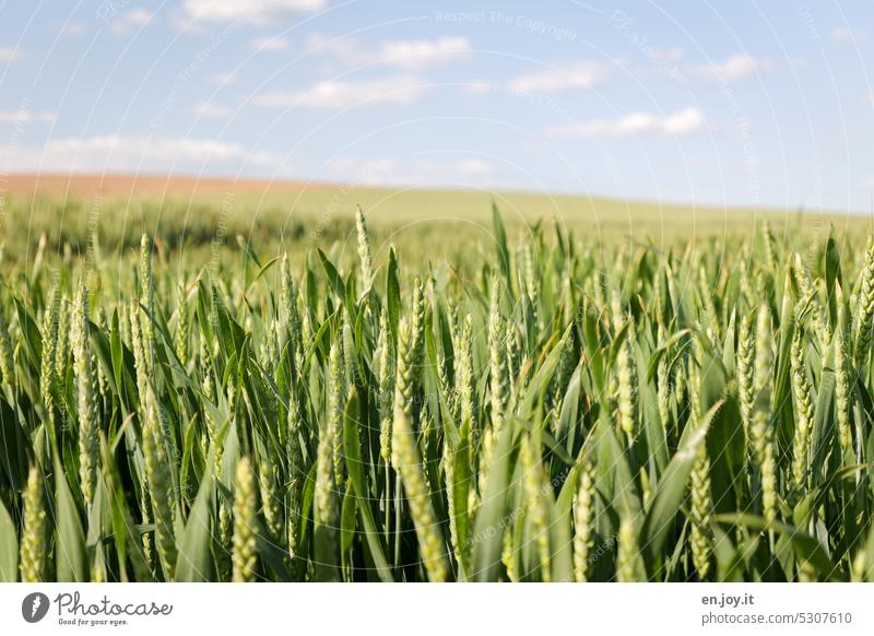 Weisenfeld Weizen Weizenfeld Weizenähre Getreidefeld Landwirtschaft Ackerbau Kornfeld Feld Nutzpflanze Ähren Wachstum ökologisch Ernährung Landschaft