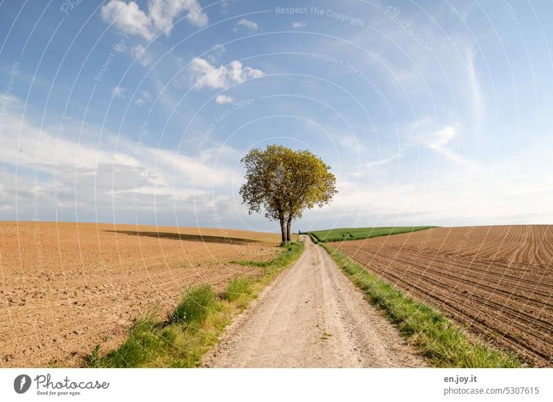 Der Baum am Wegesrand Feldweg Landschaft Wege & Pfade Fußweg Landwirtschaft Ackerbau Felder Äcker gepflügt gesät Horizont Hügel Himmel Wolken Getreidefeld