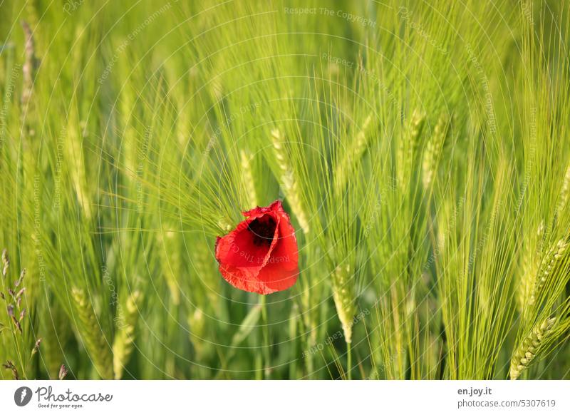 hervorstechen Mohnblume Gerste einzigartig Blume Mohnblüte Getreide Gerstenfeld grün Unschärfe Ackerbau Landwirtschaft Getreidefeld Kornfeld Nutzpflanze Ähren