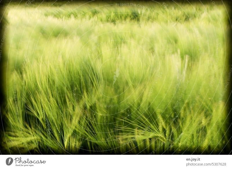 windig Gerste Getreide Gerstenfeld grün verschwommen Unschärfe Bewegungsunschärfe Ackerbau Landwirtschaft Getreidefeld Kornfeld Nutzpflanze Ähren Wachstum