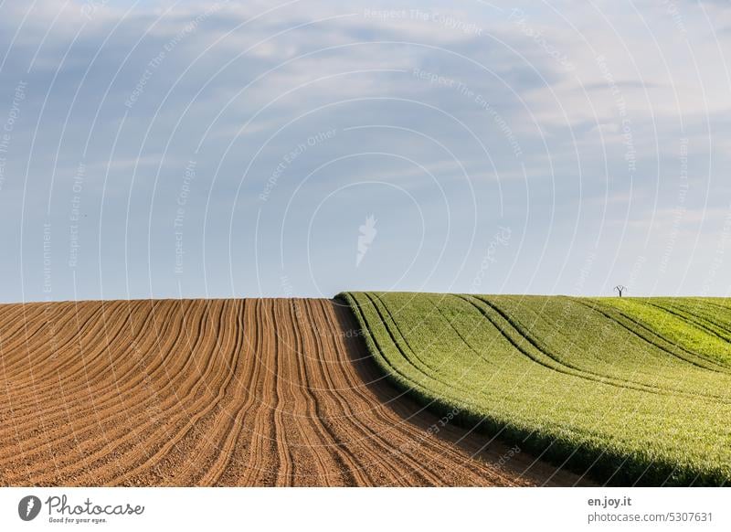 vorher - nachher Ackerbau Felder Horizont Landwirtschaft Himmel Wachstum Nutzpflanze Menschenleer Getreidefeld Kornfeld Ernährung ökologisch Landschaft geteilt