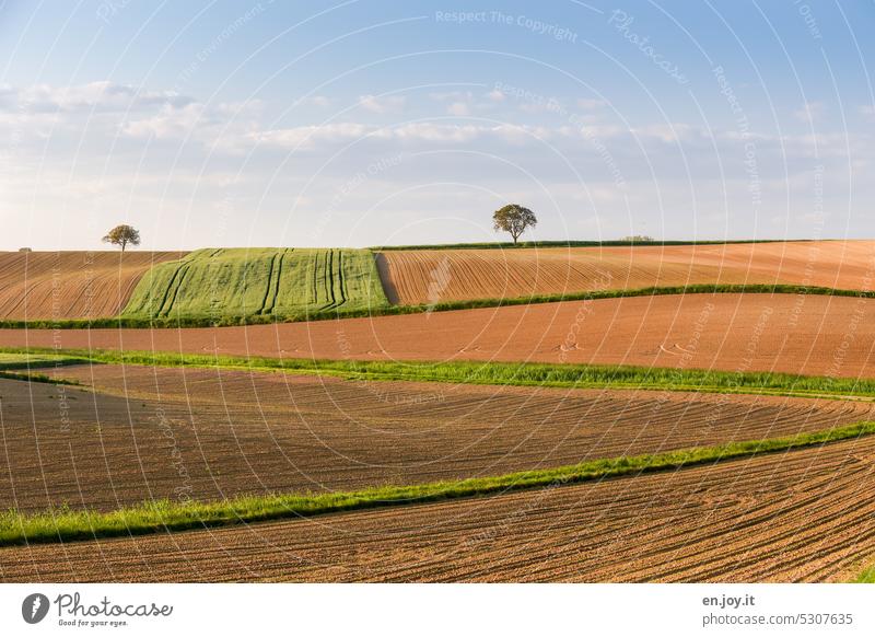 gepflügte Felder Landwirtschaft Ackerbau Äcker gesät Horizont Hügel Baum Himmel Wolken Kornfeld Getreidefeld Weizenfeld Gerstenfeld Nutzpflanze Ernährung Sommer