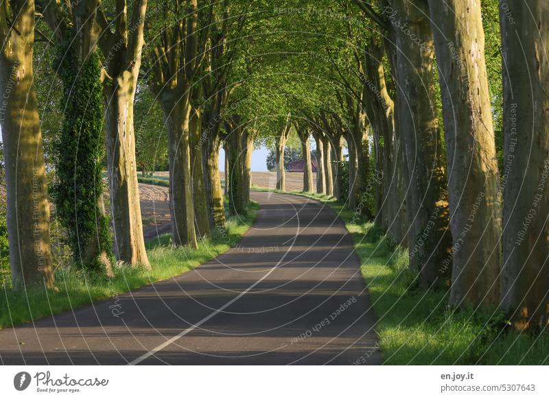 Allee mit Platanen Straße Baumallee Kurve Mittelstrich Verkehrswege Landstraße Straßenverkehr Asphalt Menschenleer Fahrbahn unterwegs Fahrbahnmarkierung