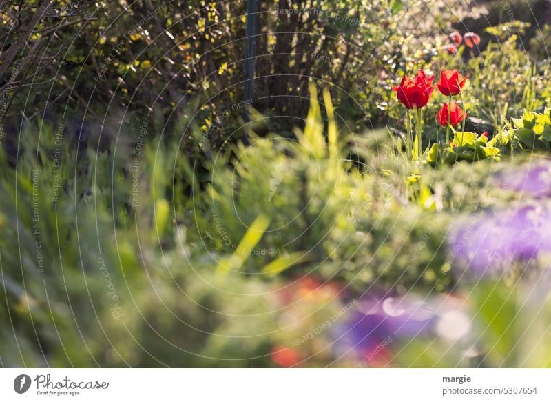 Bauerngarten mit Tulpen Garten Beet Natur Frühling grün Blumen Menschenleer unscharf Blumenbeet bunt Blüte Blühend Tulpenblüte Pflanze Farbfoto Licht Sonne